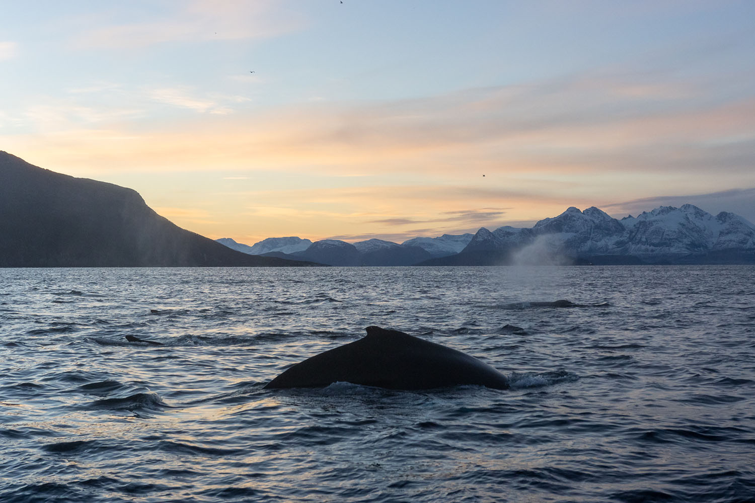 voyage scientifique - orques et baleines a bosse de norvege 11