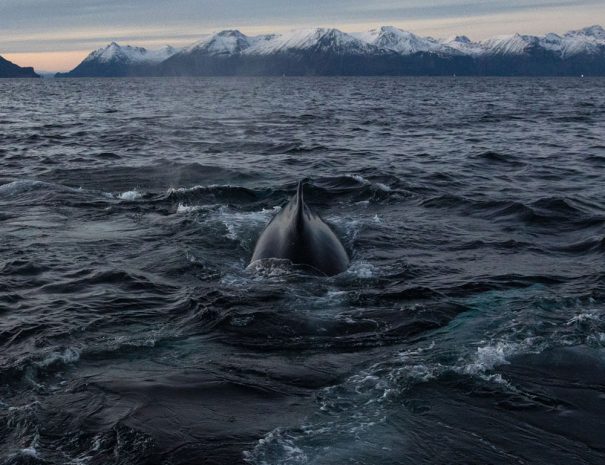 voyage scientifique - orques et baleines a bosse de norvege 12