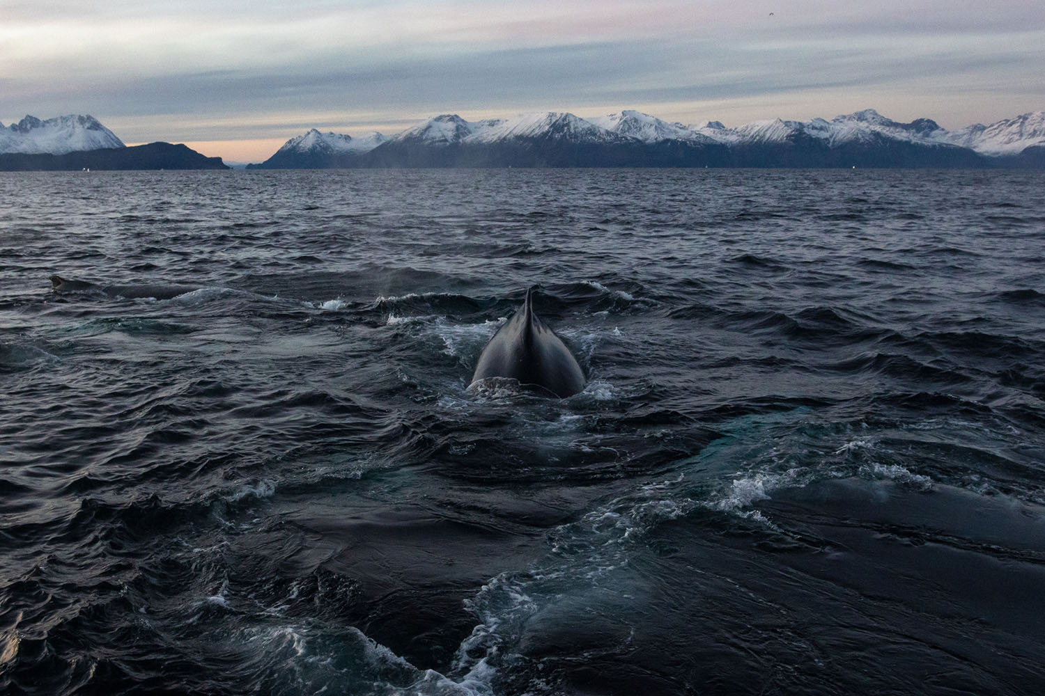 voyage scientifique - orques et baleines a bosse de norvege 12