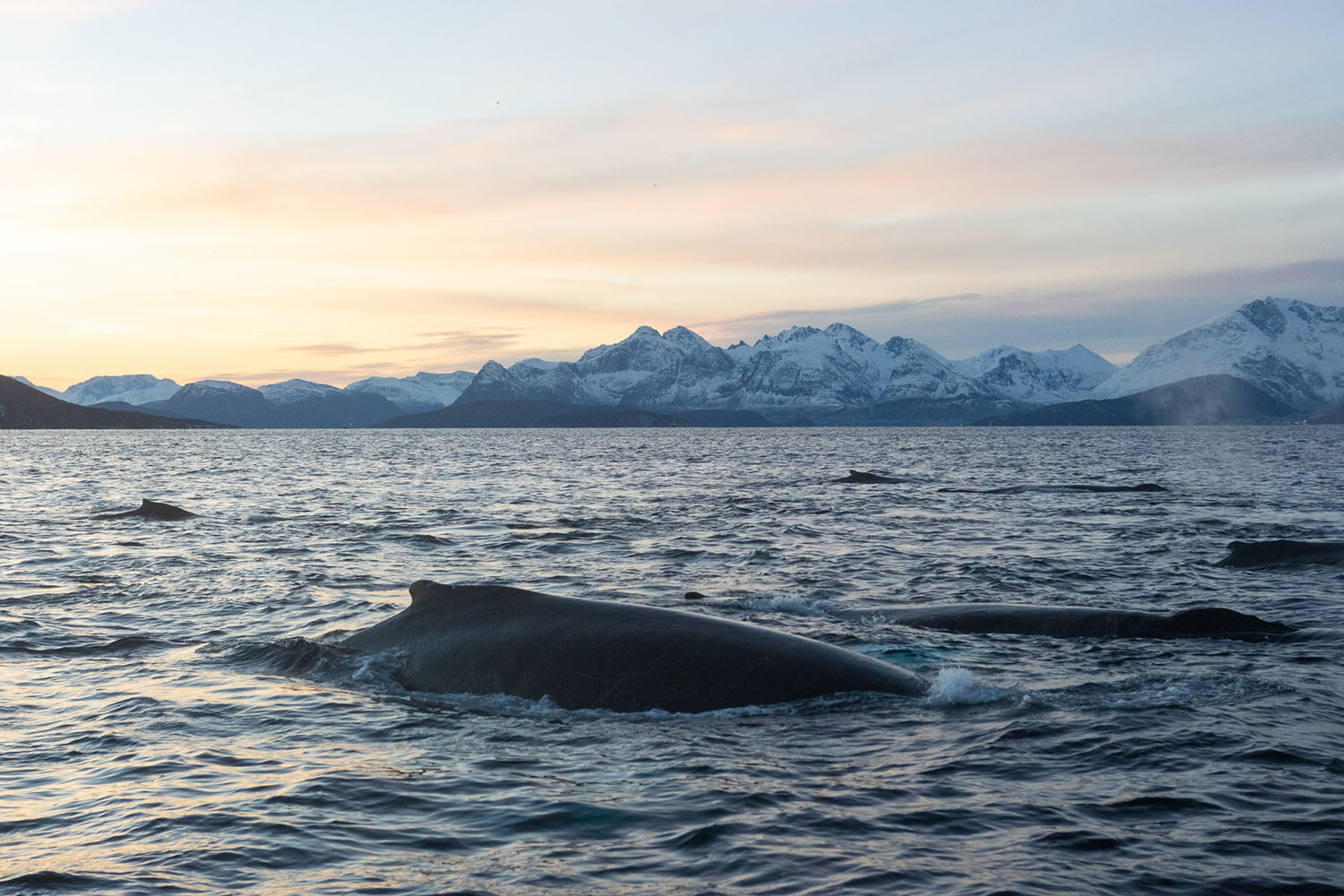 voyage scientifique - orques et baleines a bosse de norvege 13