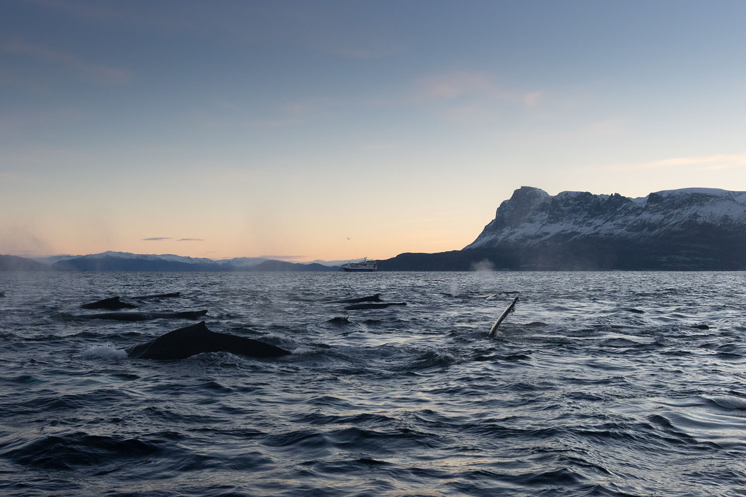 voyage scientifique - orques et baleines a bosse de norvege 14