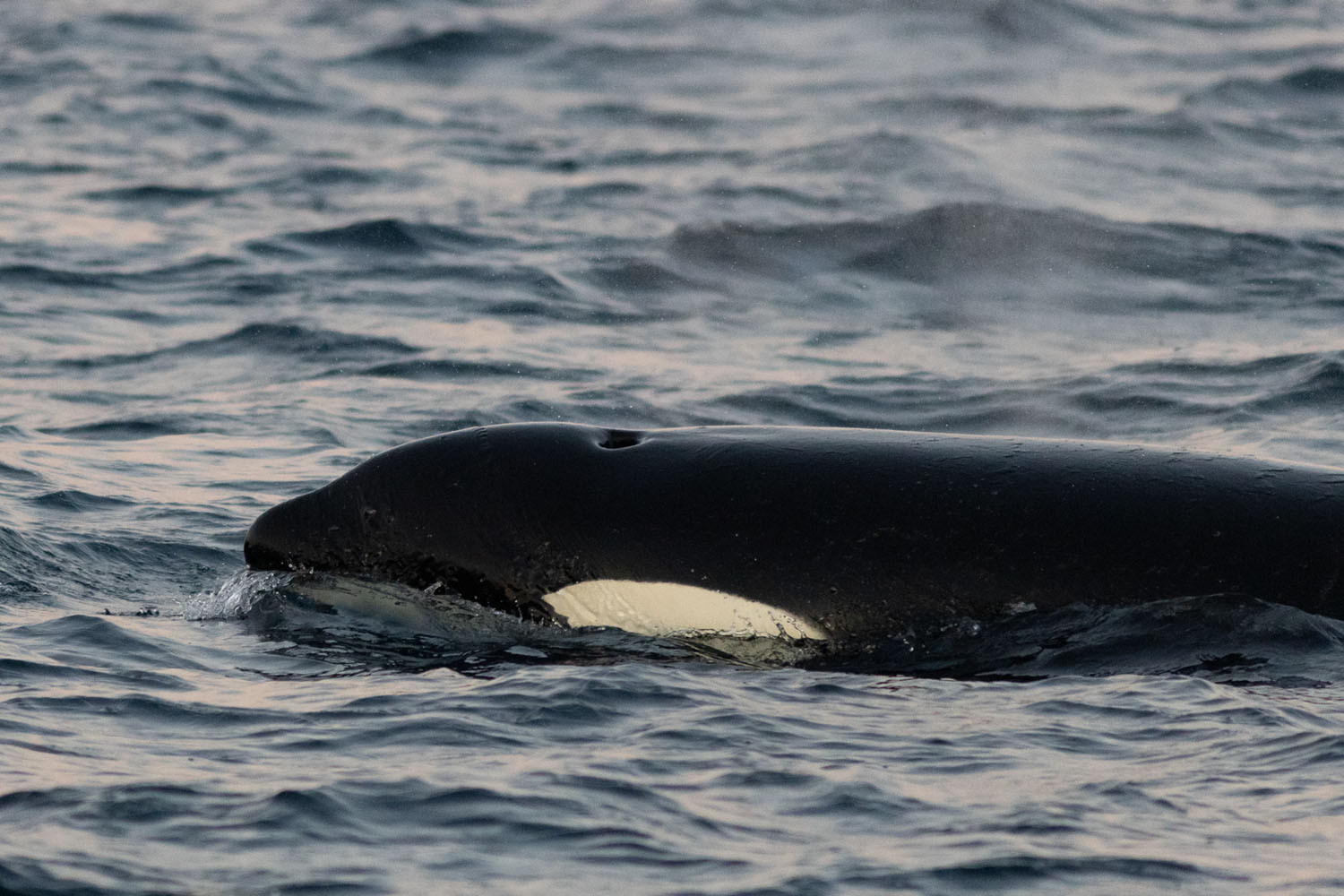 voyage scientifique - orques et baleines a bosse de norvege 16