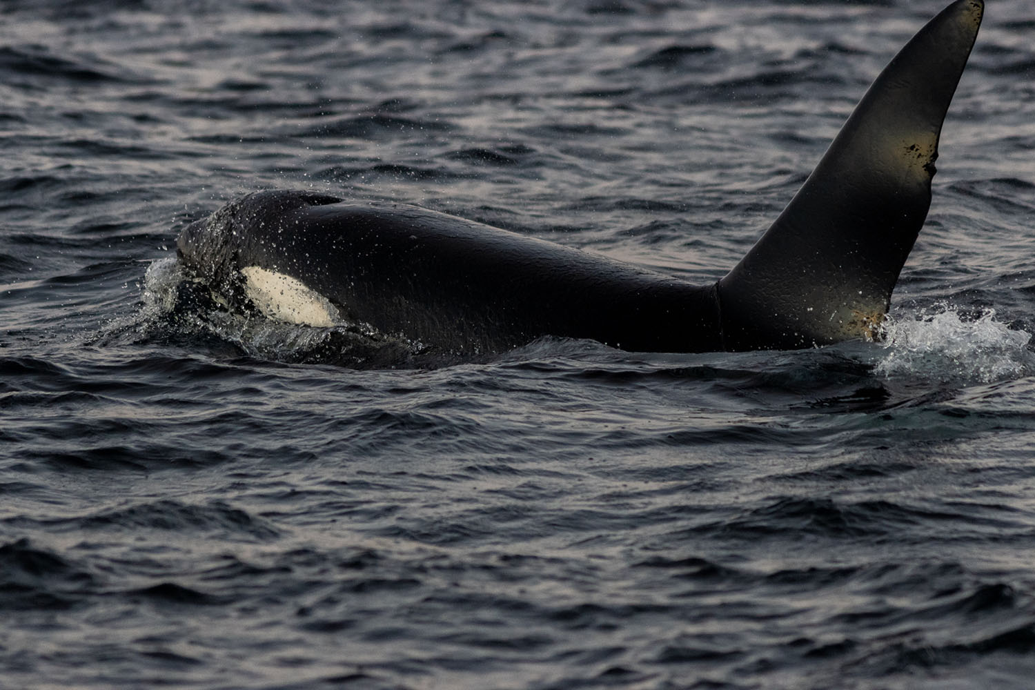 voyage scientifique - orques et baleines a bosse de norvege 17