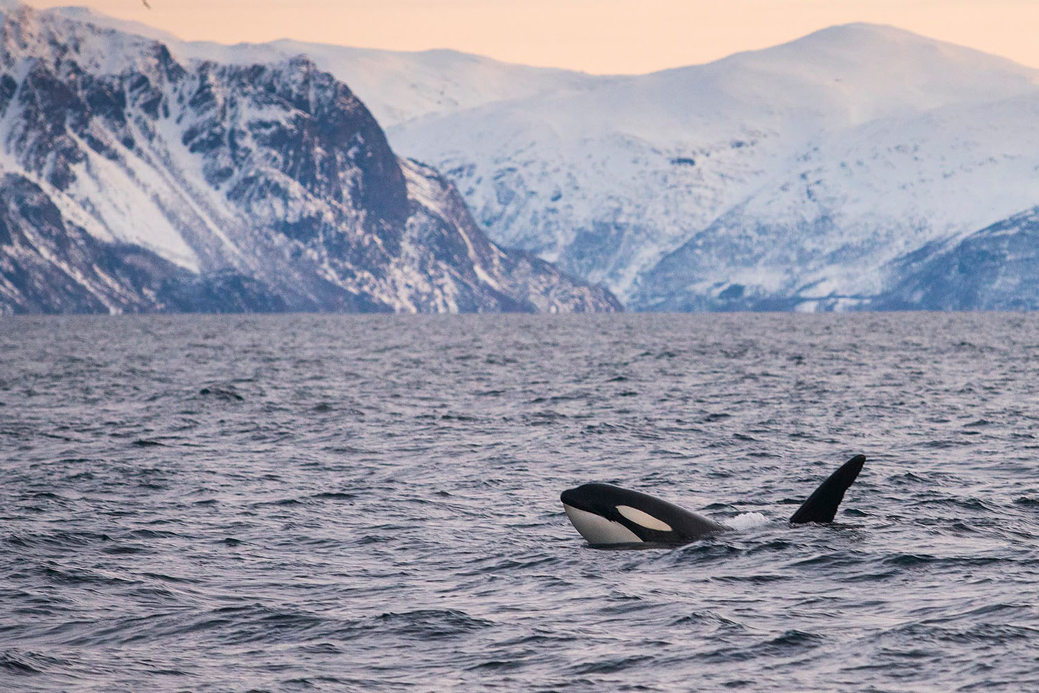 voyage scientifique - orques et baleines a bosse de norvege 3