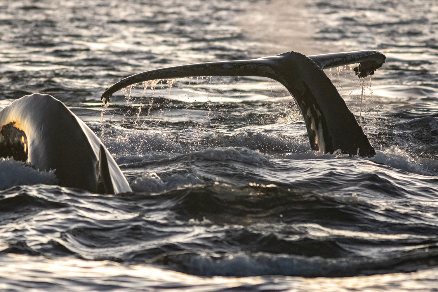 voyage scientifique - orques et baleines a bosse de norvege 34