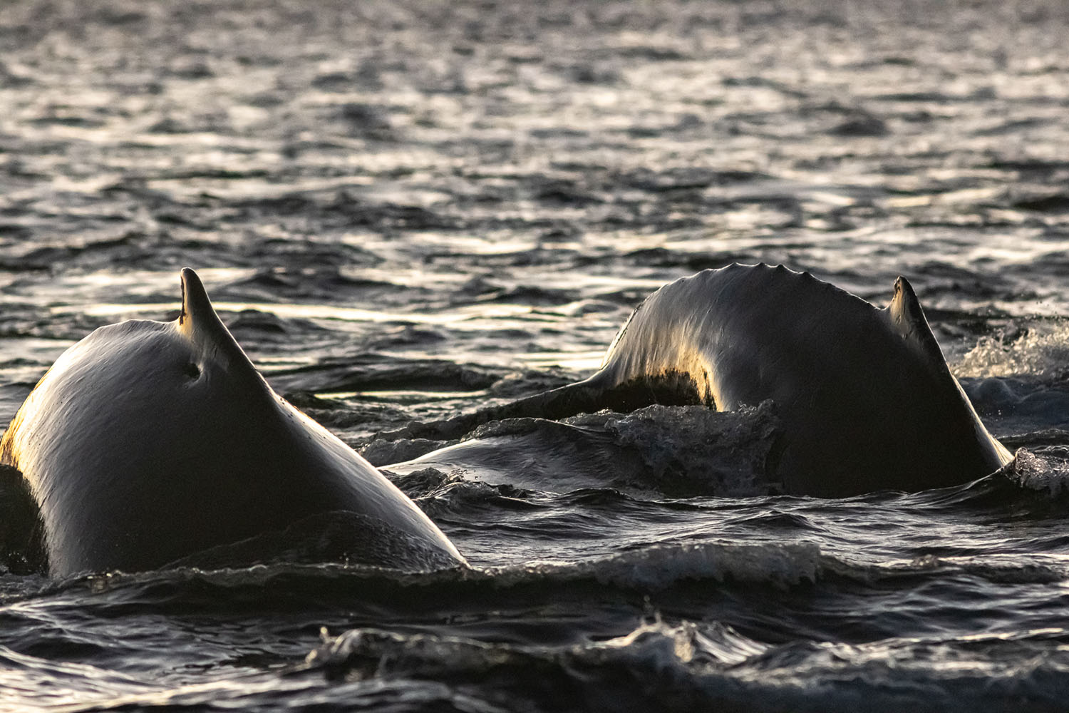 voyage scientifique - orques et baleines a bosse de norvege 35