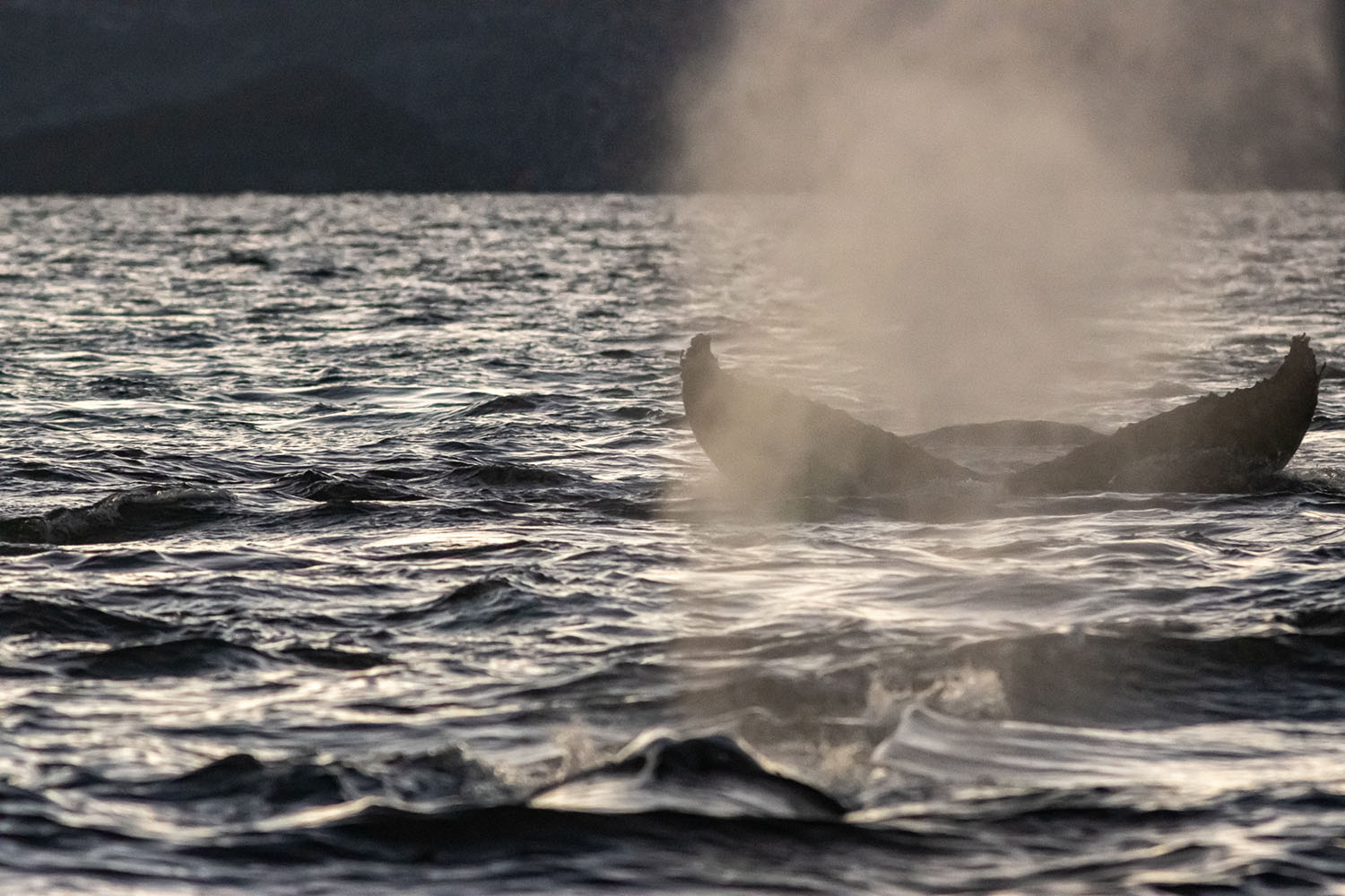 voyage scientifique - orques et baleines a bosse de norvege 36