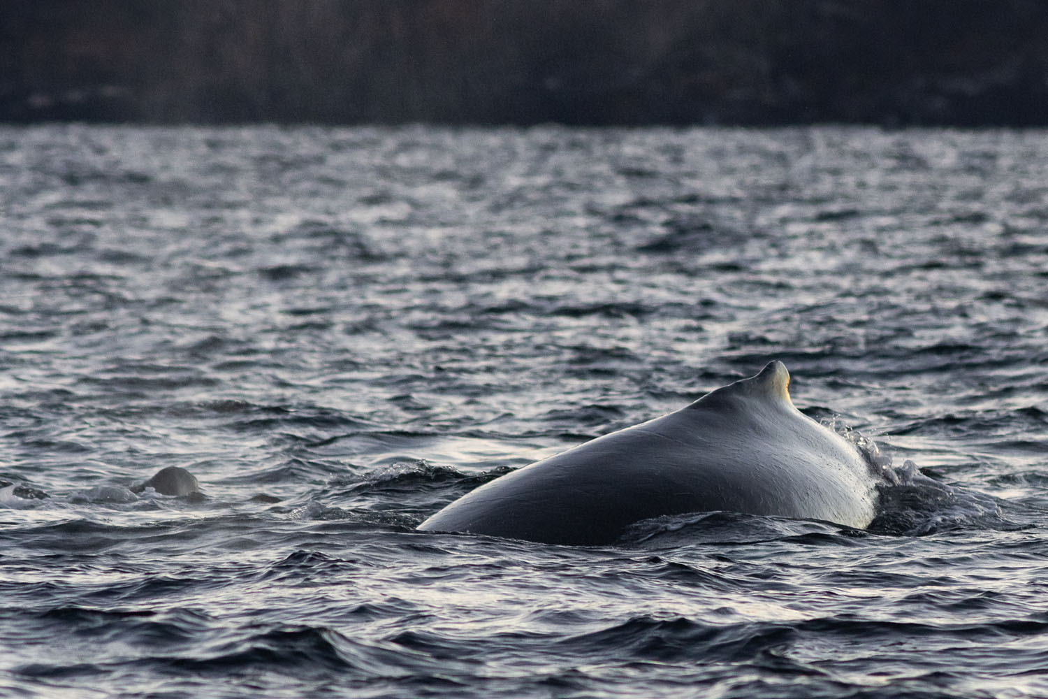 voyage scientifique - orques et baleines a bosse de norvege 43