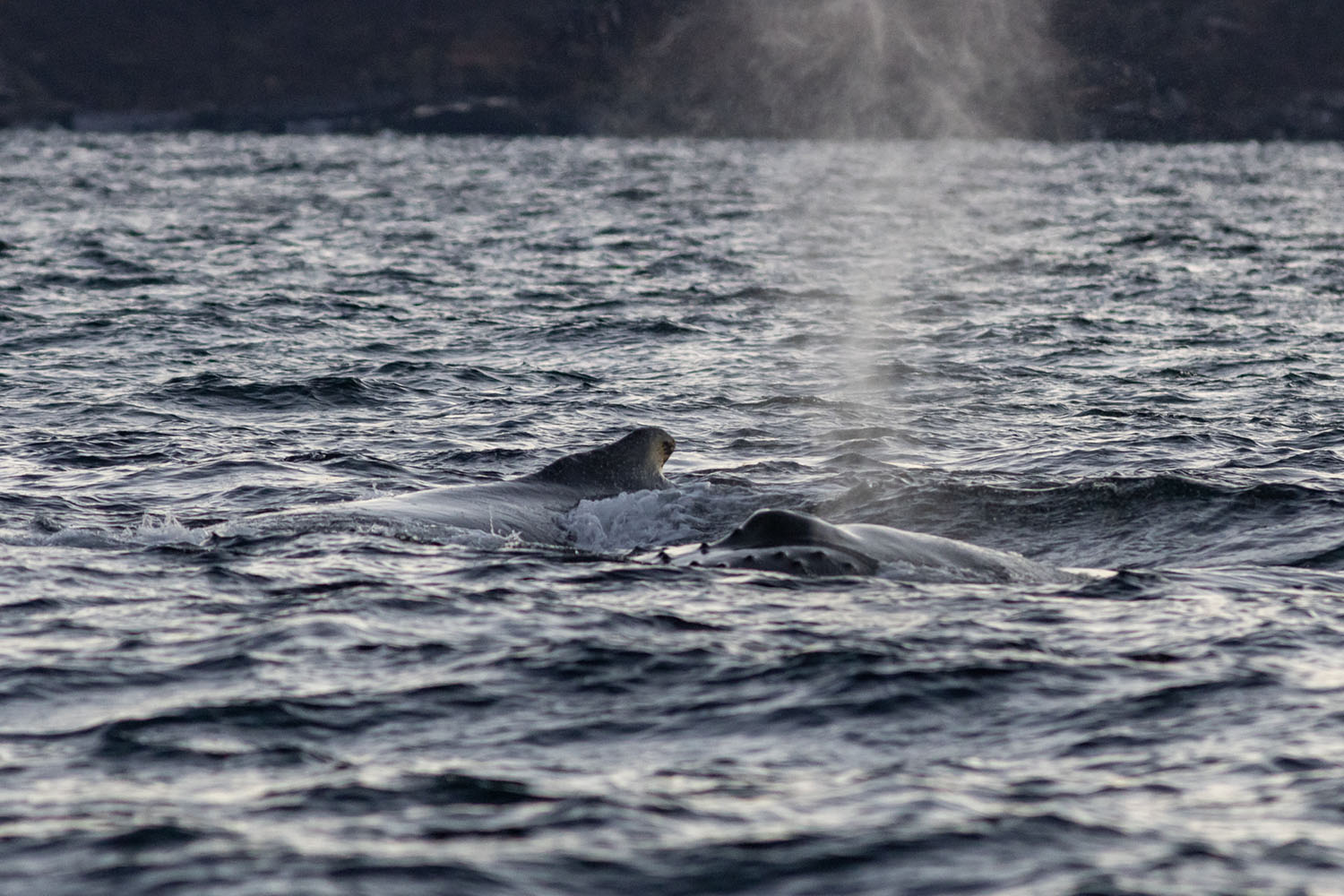 voyage scientifique - orques et baleines a bosse de norvege 44