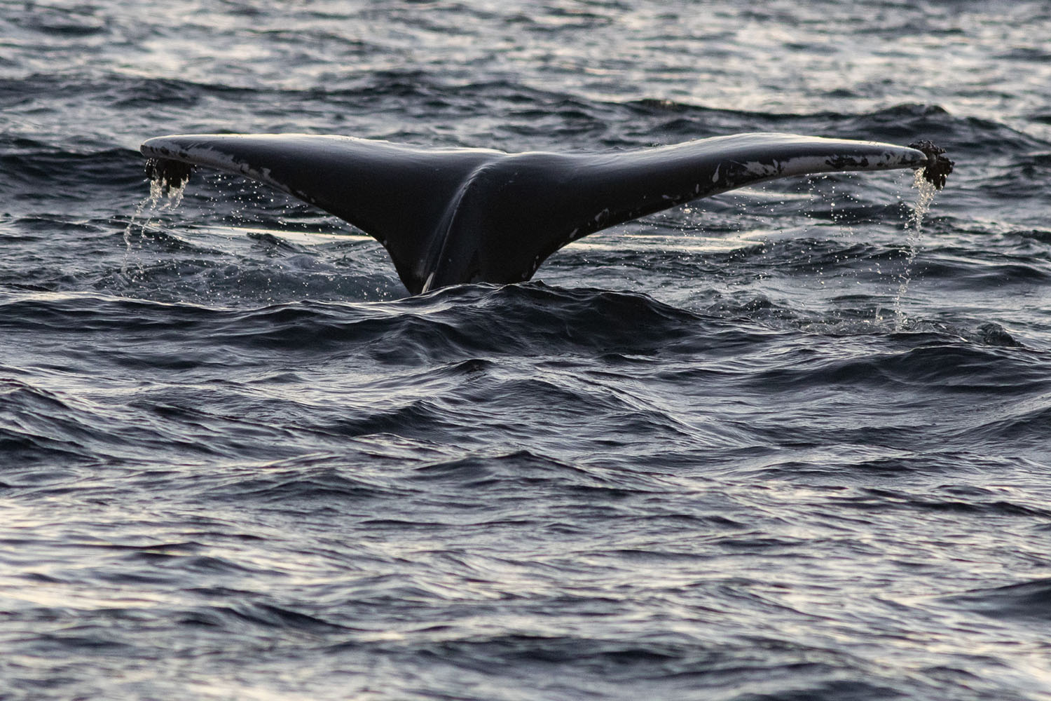 voyage scientifique - orques et baleines a bosse de norvege 45