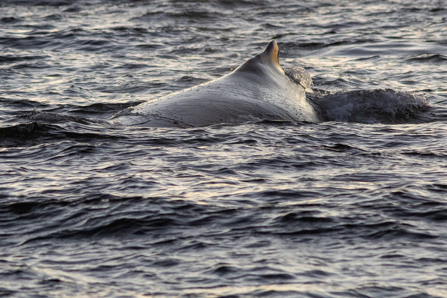 voyage scientifique - orques et baleines a bosse de norvege 46