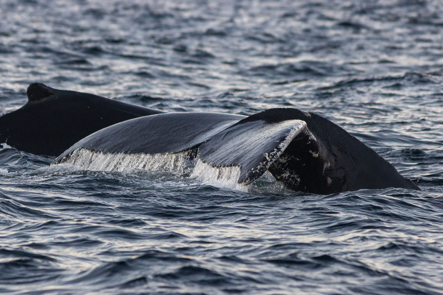 voyage scientifique - orques et baleines a bosse de norvege 47