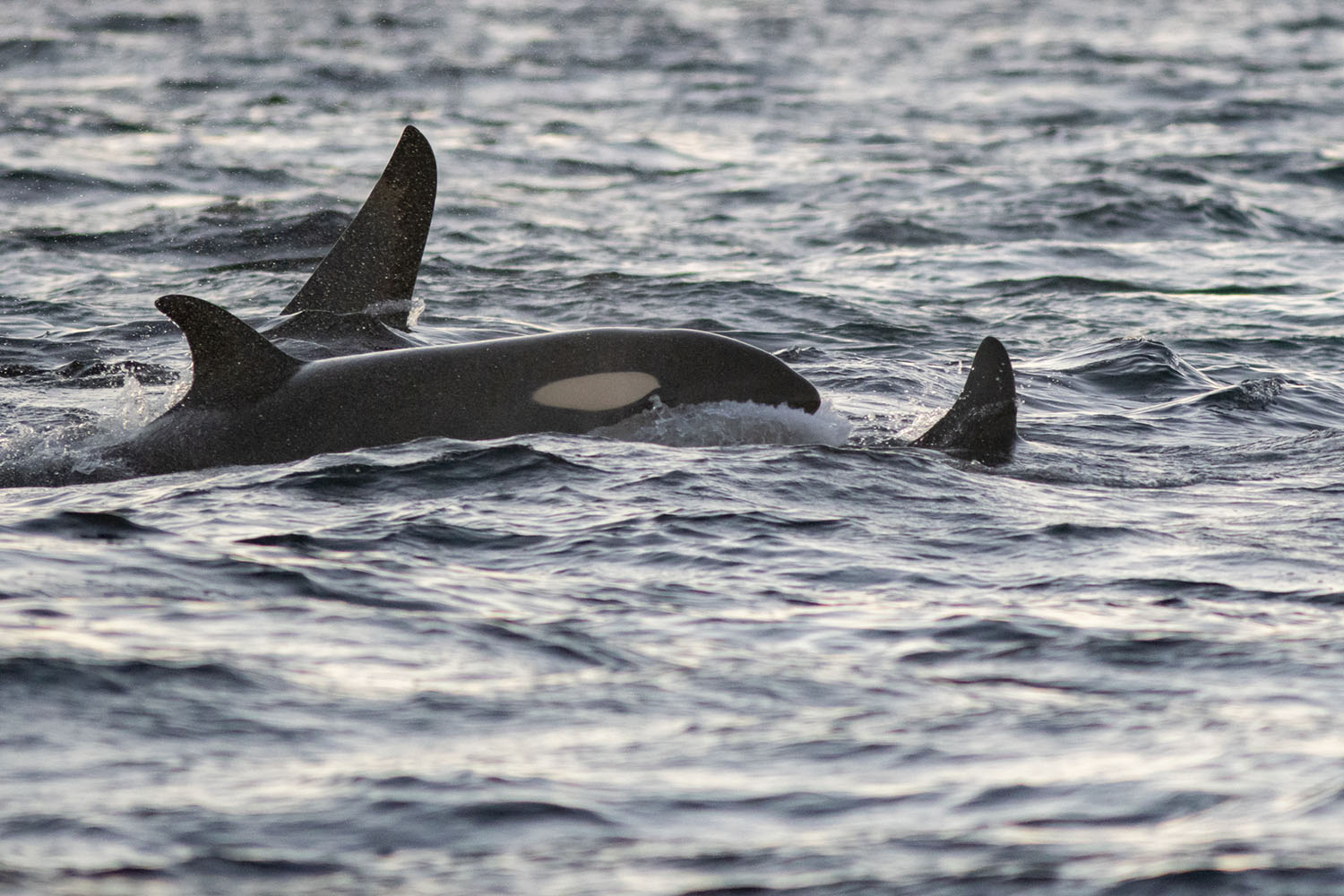voyage scientifique - orques et baleines a bosse de norvege 49