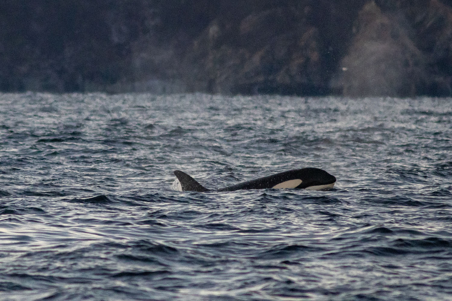 voyage scientifique - orques et baleines a bosse de norvege 51