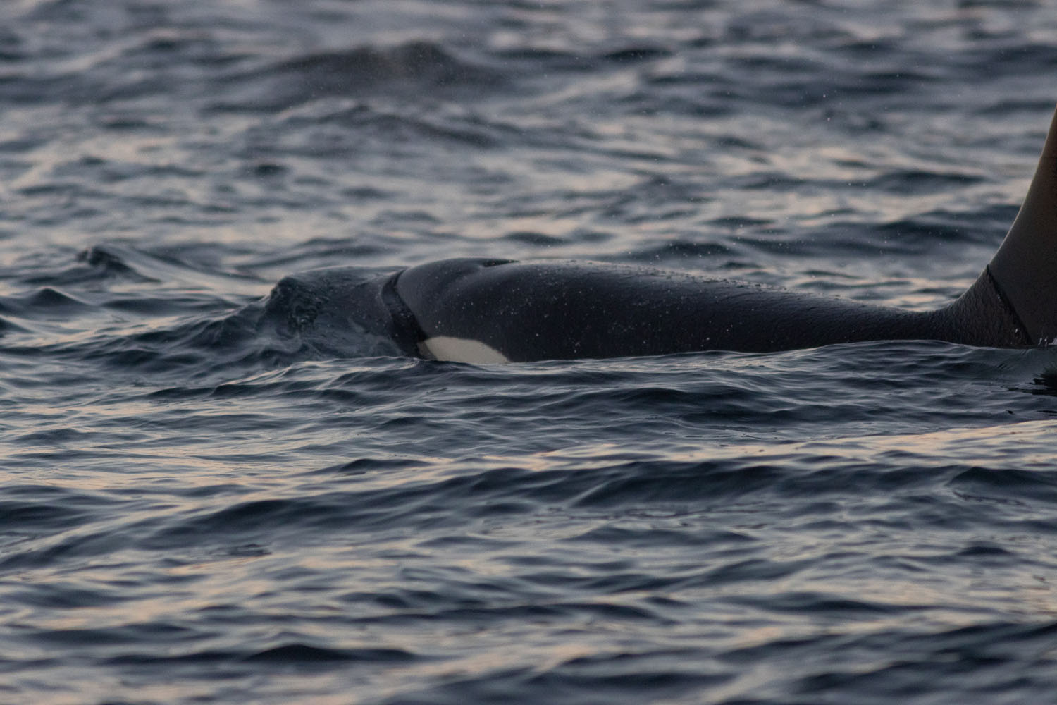voyage scientifique - orques et baleines a bosse de norvege 54