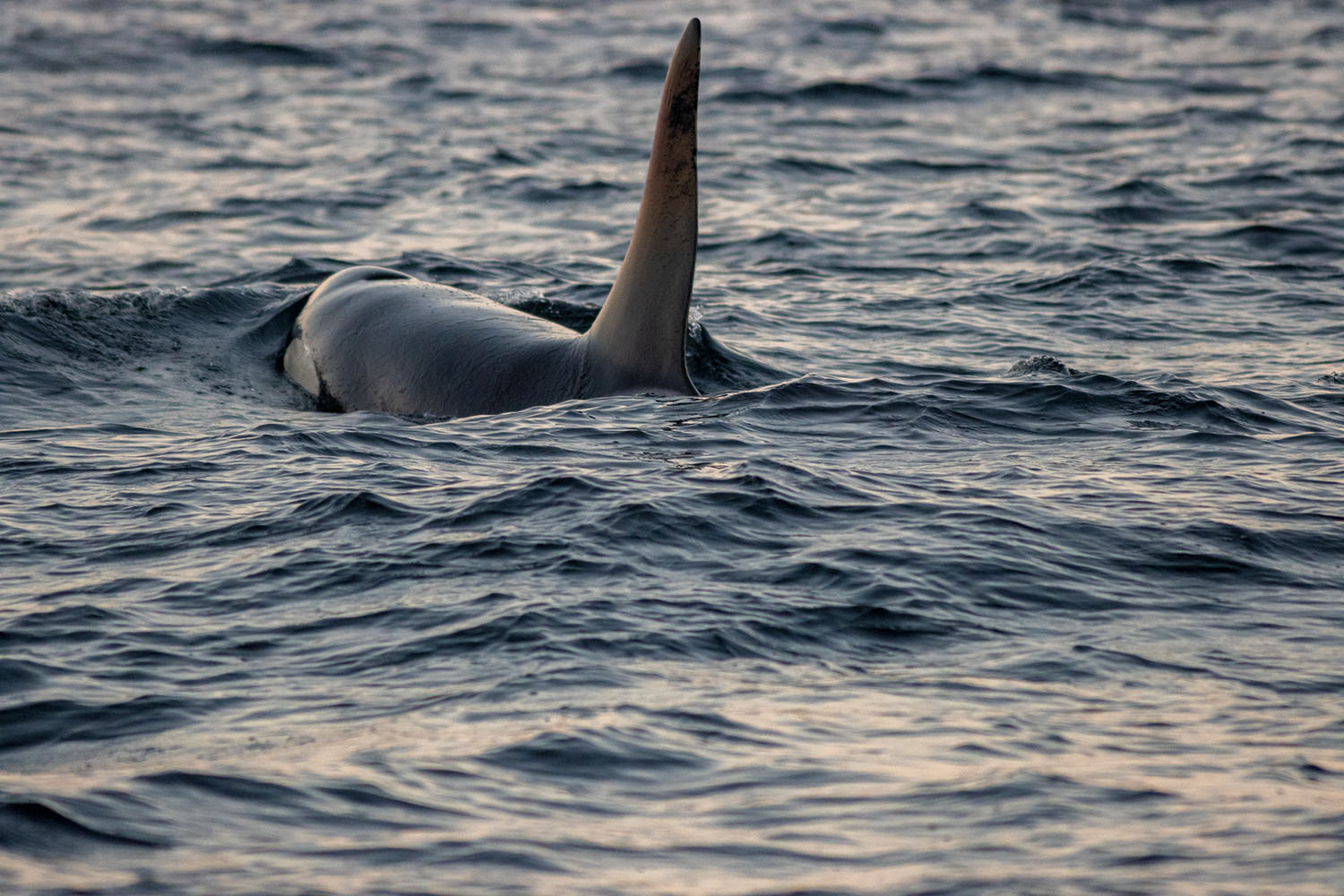 voyage scientifique - orques et baleines a bosse de norvege 55