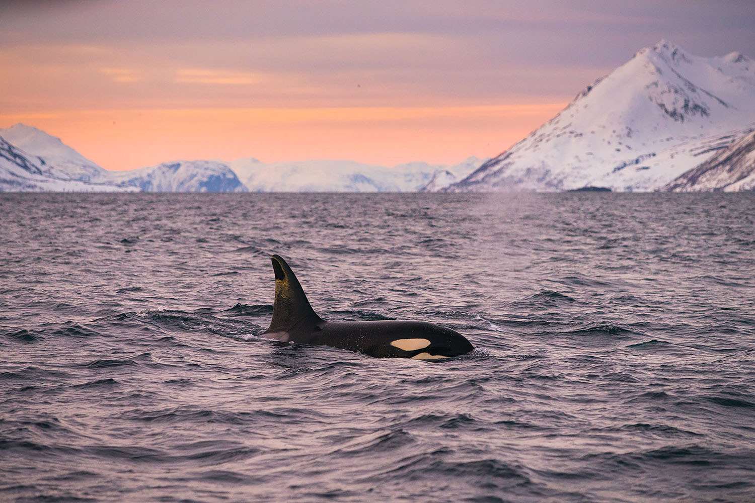 voyage scientifique - orques et baleines a bosse de norvege 6