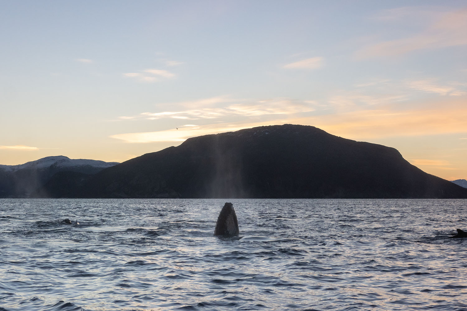 voyage scientifique - orques et baleines a bosse de norvege 9