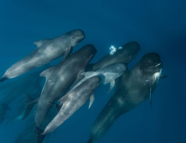 Globicéphales noirs en Méditerranée - croisière scientifique à la voile - Corse et Sardaigne - à la recherche de la baleine à bec