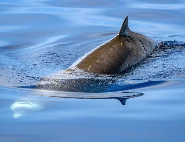 Baleine à bec en Méditerranée - Ziphius - croisière scientifique à la voile - Corse et Sardaigne - à la recherche de la baleine à bec