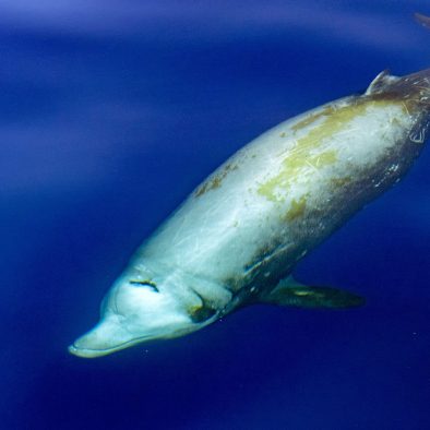 Baleine à bec en Méditerranée - Ziphius - croisière scientifique à la voile - Corse et Sardaigne - à la recherche de la baleine à bec