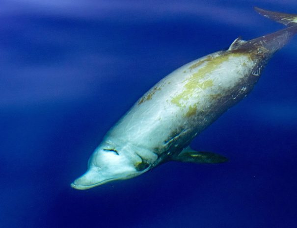 Baleine à bec en Méditerranée - Ziphius - croisière scientifique à la voile - Corse et Sardaigne - à la recherche de la baleine à bec