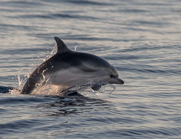 Dauphin bleu et blanc - croisière scientifique à la voile - Corse et Sardaigne - à la recherche de la baleine à bec