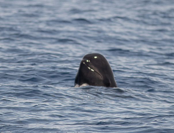 Globiécéphale noir - croisière scientifique à la voile - Corse et Sardaigne - à la recherche de la baleine à bec