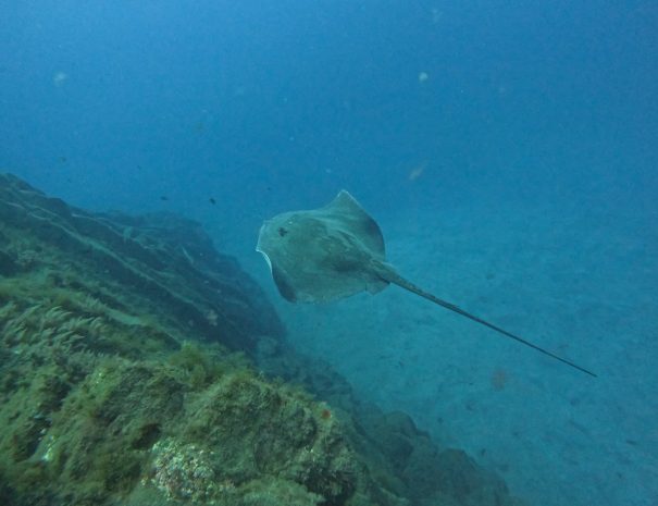 plongée - voyage naturaliste - entre mer et ciel à Ténérife - Copyright Florian Legrand