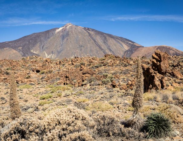 Volcan Teide - voyage naturaliste - entre mer et ciel à Ténérife - Copyright Florian Legrand 4