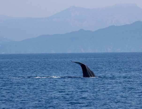 Grand Cachalot - croisière scientifique à la voile - Corse et Sardaigne - à la recherche de la baleine à bec