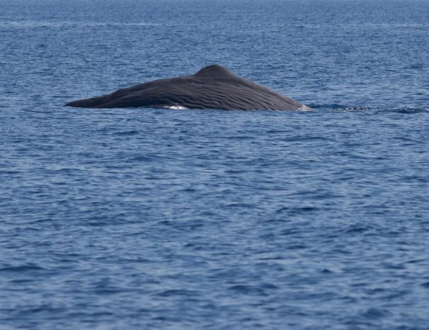 Grand Cachalot - croisière scientifique à la voile - Corse et Sardaigne - à la recherche de la baleine à bec