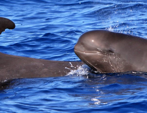 globicephales noirs - voyage naturaliste entre mer et ciel à Tenerife - copyright biosean