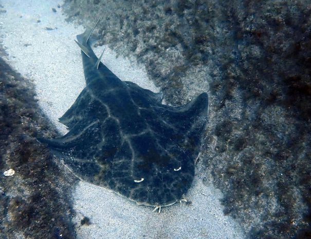 plongée sous marine - Requin - voyage naturaliste - entre mer et ciel à Ténérife - Copyright See you Diving