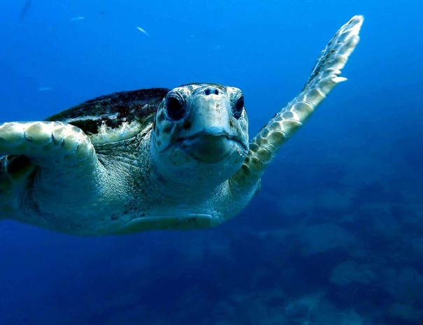 plongée sous marine - Tortue - voyage naturaliste - entre mer et ciel à Ténérife - Copyright See you Diving