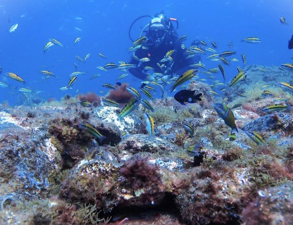 plongée - voyage naturaliste - entre mer et ciel à Ténérife - Copyright See you Diving