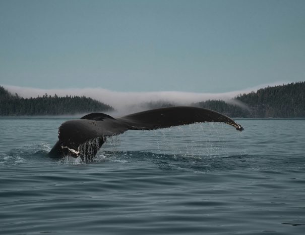 baleine à bosse_colombie_britannique_canade_voyage scientifique cétacés