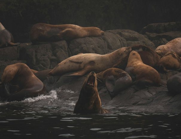 lion de mer_colombie_britannique_canade_voyage scientifique cétacés