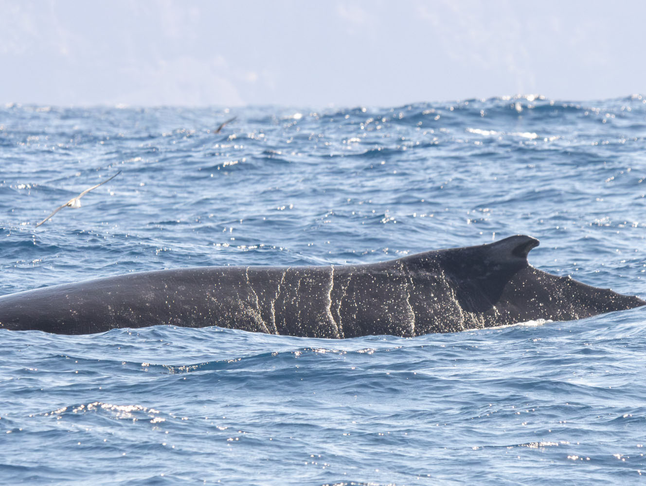 Voyages scolaires scientifiques et séjours éducatifs - activités pédagogiques en écologie marine avec sortie en mer pour collecter des données sur les cétacés