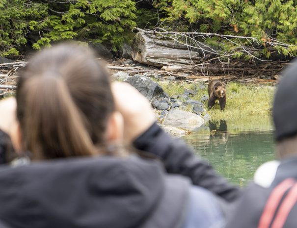 Observation d'un Ours en Colombie Britannique - Copyright Sea Wolf Adventures