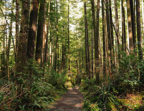 Randonnée dans la nature sauvage du Parc Provincial de Cape Scott en Colombie Britannique ( Vancouver) - Copyright Jordan Dick
