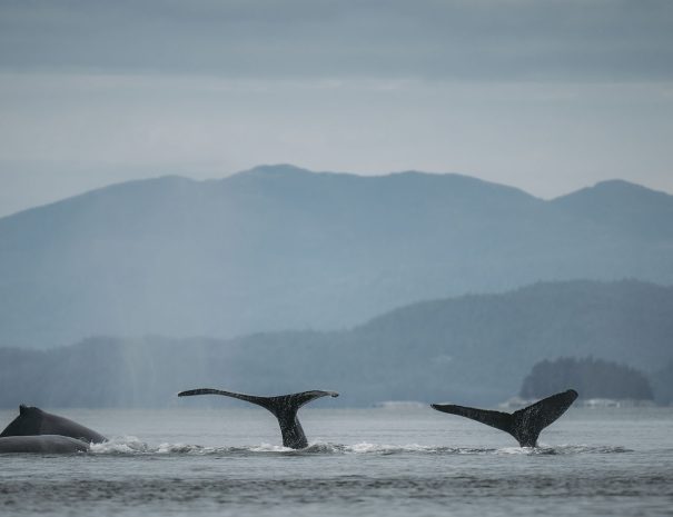 Whale watching in Prince Rupert.