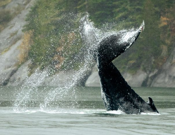 Whale watching et observation de baleines à bosse en Colombie Britannique ( Vancouver, Canada) - Copyright Abby Cooper