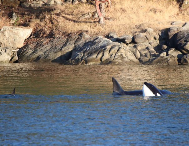 Observation des orques en Colombie Britannique ( Vancouver, Canada) - Copyright Prince of Whales Tours