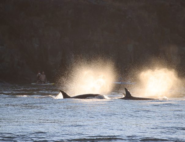 Observation des orques en Colombie Britannique ( Vancouver, Canada) - Copyright Prince of Whales Tours