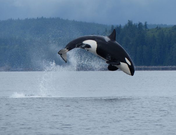 Breach / Saut d'une Orque en Colombie Britannique (Vancouver Canada) sur la côte de Campbell River - Copyright Garry Henkel