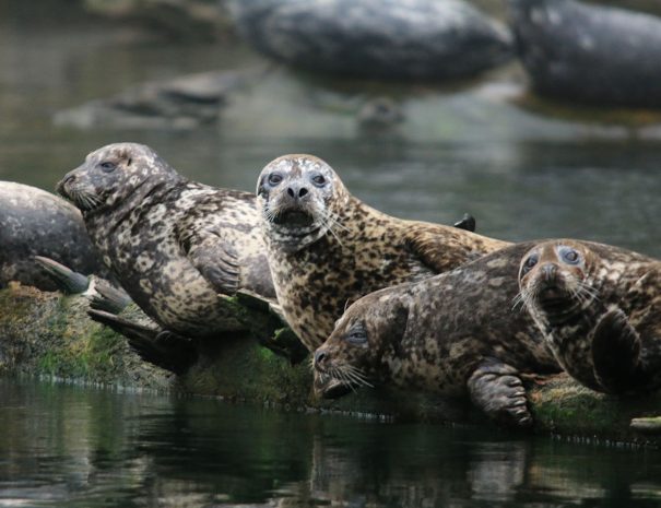 Observation de Lions de mer en Colombie Britannique (Vancouver, Canada) - Copyright Prince of Whales tours