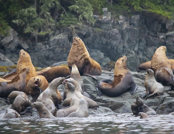 Observation de Lions de Mer en Colombie Britannique (Vancouver, Canada) - Copyright Sea Wolf Adventures