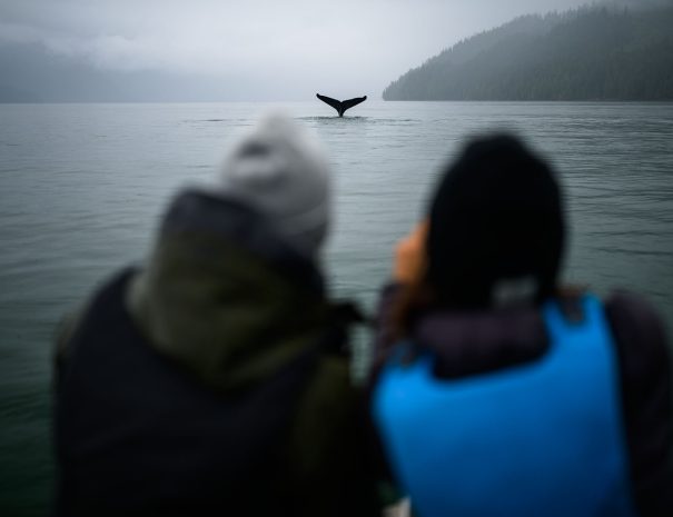 Whale watching et observation d'une baleine à bosse dans le Canal Gardner près de Kitimat en Colombie Britannique (Vancouver, Canada) - Copyright Andrew Strain