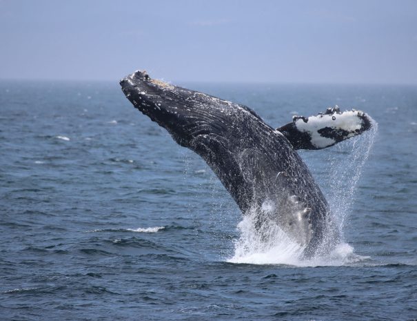 Breach/saut d'une baleine à bosse en Colombie Britannique (Vancouver, Canada) - Copyright Prince of Whales